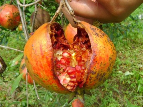 Fruit cracking in mature fruits