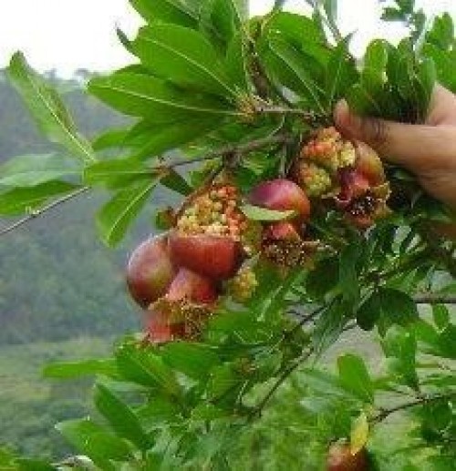 Fruit cracking in younger fruits