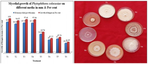 Evaluation of culture media for growth of the <em>Phytophthora colocasiae</em> Racib