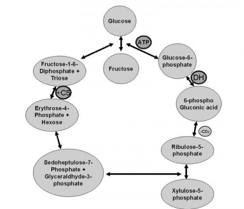 Figure from book post-harvest technology of fruits and vegetables by Hosahalli S. Ramaswamy