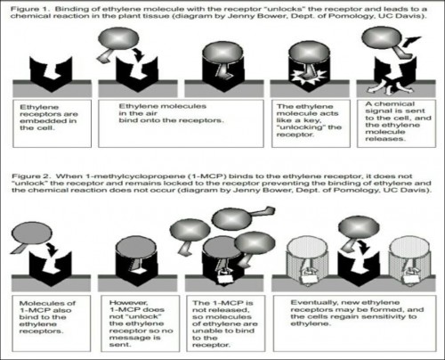 Binding of ethylene molecule with the receptor “Unlocks†the receptor and leads to a chemical reaction in the plant tissue (diagram by jenny Bower, Department of pomology. UC Davis)
