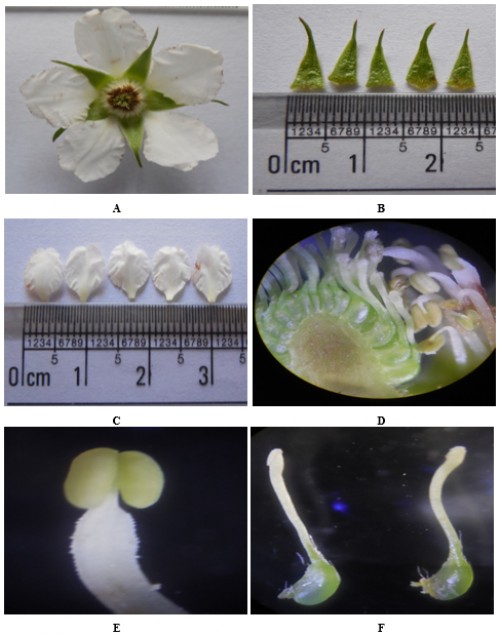 Flower organization of<em> Rubus macilentus</em>
