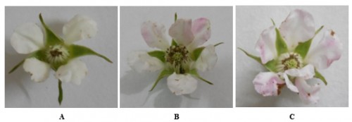 Floral abnormalities