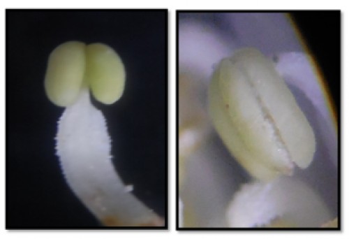 Mode of anther dehiscence in <em>Rubus macilentus</em> C.