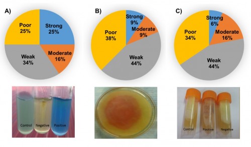 Qualitative biochemical tests performed on umorok rhizosphere to demonstrate the action potential based on characteristic color change: A) Nitrogen fixing assay revealed 25% of the assayed bacteria exhibited strong activity, and the color score was attributed based on the blue color intensity observed at the end of the assay, B) IAA production assay showed 9% of the bacteria exhibited strong IAA production, and the activity was measured based on the characteristic red color zone around the rhizobacterial colony, and C) HCN production assay witnessed 6% of the strong bacteria among tested microorganisms based on the color change from yellow to brown or reddish brown