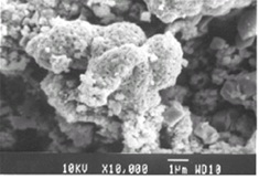 SEM image of Lead adsorbed NiO sample at high resolution